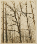 Trees in Field B by Samuel A. Grimes