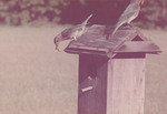 Two Birds Perched on Roof of Birdhouse by Samuel A. Grimes