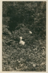 Two White Birds Among Leaves by Samuel A. Grimes