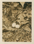 Whippoorwill Nest, Hocking County, Ohio by Samuel A. Grimes