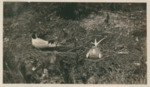 White and Black Birds Sitting in Grass by Samuel A. Grimes
