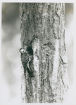 Woodpecker Perched Near Knot in Tree by Samuel A. Grimes