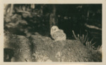 Young Bard Owl, Kissimmee Prairie, About 24 Days Old by Samuel A. Grimes