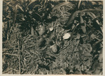 Young Killdeers, Just Hatched, Note the Oldestone Behind Weed by Samuel A. Grimes