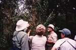 Four Florida Ornithological Society members study a tree with small red berries in Jacksonville, Florida