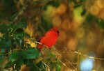 A Northern Cardinal perches proudly in Tampa, Florida