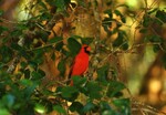 A Northern Cardinal perches on a branch with an open beak in Tampa, Florida