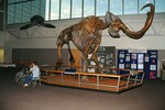 A guest sits in front of a mammoth skeleton at the Florida Museum of Natural History