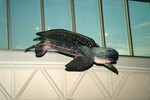 A plush turtle hangs below a window at the Florida Museum of Natural History by Florida Ornithological Society