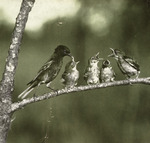 Bird Perched on Branch with Nestlings by Samuel A. Grimes