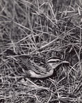 Meadowlark in Grass by Samuel A. Grimes