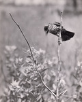 Perched Redwing Blackbird by Samuel A. Grimes