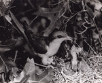 Yellow-billed Cuckoo Feeding Nestlings by Samuel A. Grimes