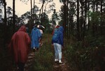 A group of Florida Ornithological Society members in ponchos and umbrellas hike a dirt path during a Bahamas birding trip by Florida Ornithological Society