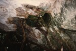 A look from inside Owl's Hole reveals the forest foliage outside in 1996 in the Bahamas