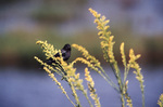 A black crow perches on a branch of shrubbery with water in the background in Saint Marks, Florida by Florida Ornithological Society