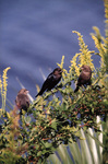 Three brown-headed cowbirds perch on a branch within St. Marks National Wildlife Refuge in Saint Marks, Florida