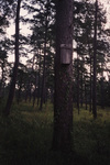 A nest box hangs from a tree trunk in Tallahassee, Florida by Florida Ornithological Society