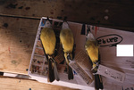 Three tropical kingbird skins sit in a row for observation during a Florida Ornithological Society meeting in Titusville, Florida by Florida Ornithological Society