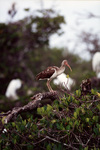 A juvenile American white ibis perches on a log in Fort Pierce, Florida