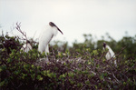 A wood stork stands in its nest in Fort Pierce, Florida