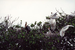 A heron chick cries out from its nest in Fort Pierce, Florida