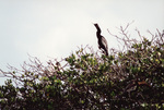 An anhinga perches on a branch in Fort Pierce, Florida