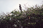 Two anhingas perch on a branch in Fort Pierce, Florida