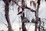 An osprey perches on a branch with a fish in its grasp in Fort Pierce, Florida