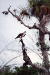An osprey perches in an active stance with a fish in its grasp in Fort Pierce, Florida