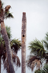A bird nest sits hollowed in the trunk of a palm tree, Fort Pierce, Florida