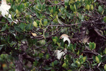 A cattle egret perches on a branch hidden by foliage, Fort Pierce, Florida