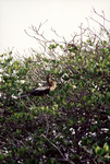 A female anhinga perches on a branch in Fort Pierce, Florida