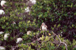 A young American white ibis perches on a branch in Fort Pierce, Florida