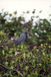 A bird with dark feathers and a light blue beak perches on a branch in Fort Pierce, Florida