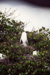A snowy egret settles in its nest in Fort Pierce, Florida
