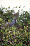 A bird with dark feathers and a light blue beak perches on a branch with its face pointing down in Fort Pierce, Florida