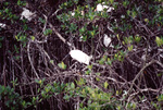A flock of white egrets settle in their nests and on branches in Fort Pierce, Florida