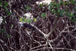 A bird with dark feathers and a light blue beak perches below a nest of white egrets in Fort Pierce, Florida