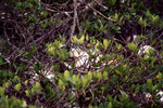 A cattle egret tends to its nest behind a patch of foliage in Fort Pierce, Florida
