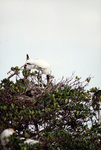 A large white egret tends to its nest behind a patch of foliage in Fort Pierce, Florida