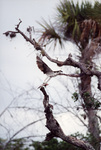 An osprey settles on a branch with a fish in its grasp in Fort Pierce, Florida