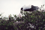 A wood stork guards its nest while another leaves in Fort Pierce, Florida