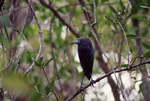 A bird with dark feathers and a light blue beak perches observantly in Fort Pierce, Florida