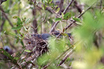 A bird with dark feathers and a light blue beak nests blurrily in Fort Pierce, Florida