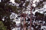 An osprey sits in its nest at that top of a tall, skinny tree in Fort Pierce, Florida