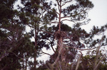 An osprey sits in its nest at that top of a tall, jagged tree in Fort Pierce, Florida