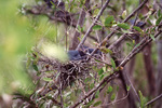 A bird with dark feathers and a light blue beak nests cozily in Fort Pierce, Florida