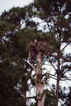 An osprey sits observantly in its nest in Fort Pierce, Florida