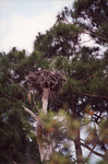 An osprey sits in its nest overhead in Fort Pierce, Florida